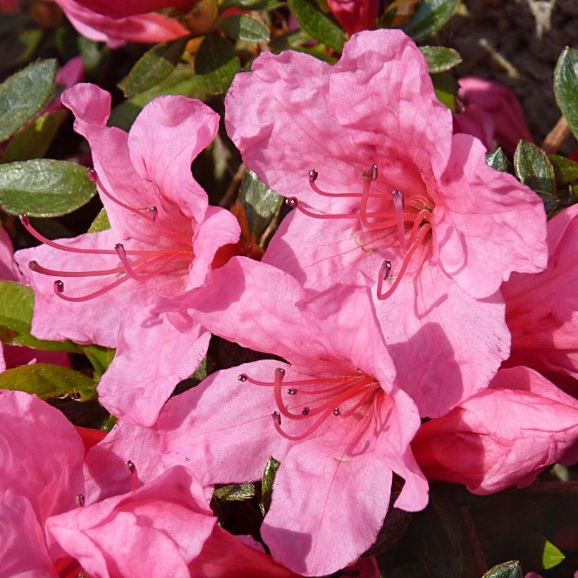 Japanische Azalee Mme Van Hecke - Azalea (Flowering)