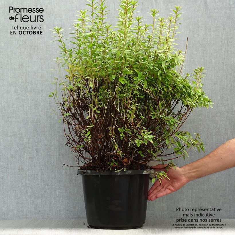 Example of Japanische Azalee Mme Van Hecke - Azalea Topf mit 12L/15L as you get in automne