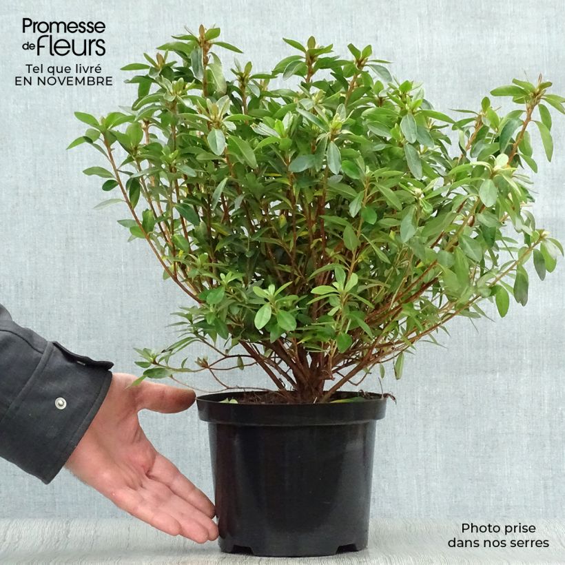 Example of Japanische Azalee Mme Van Hecke - Azalea Topf mit 2L/3L as you get in automne