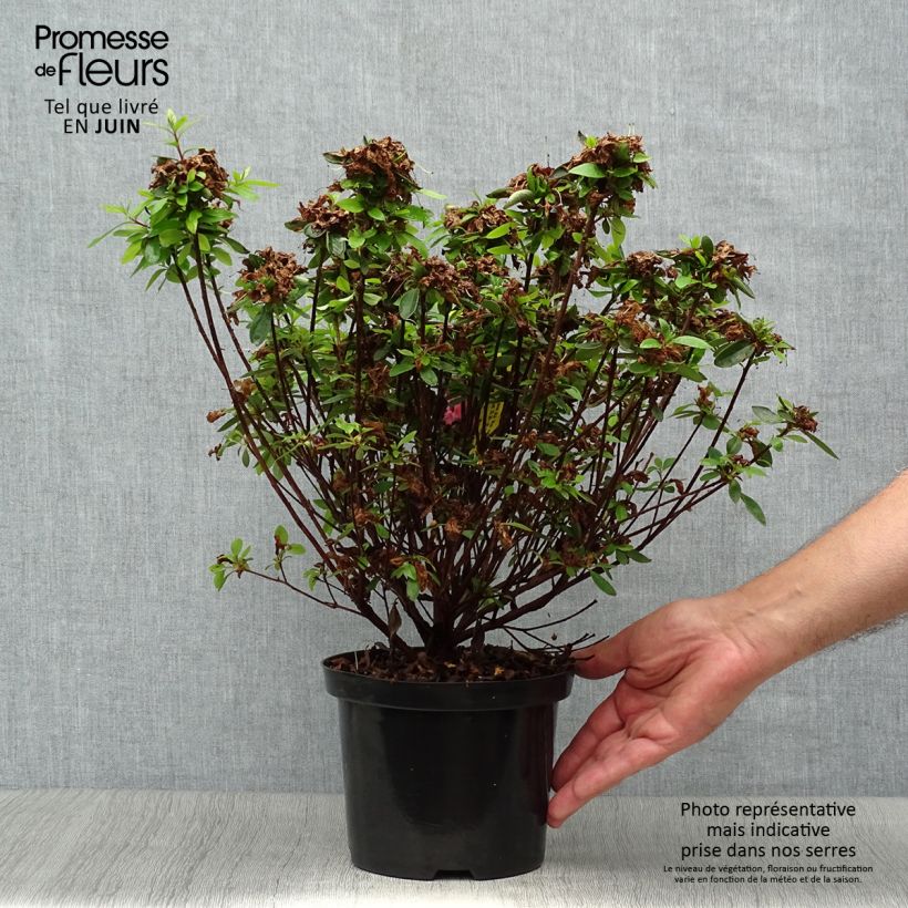 Exemplar von Japanische Azalee Mme Van Hecke - Azalea Topf mit 2L/3L wie im Sommer geliefert