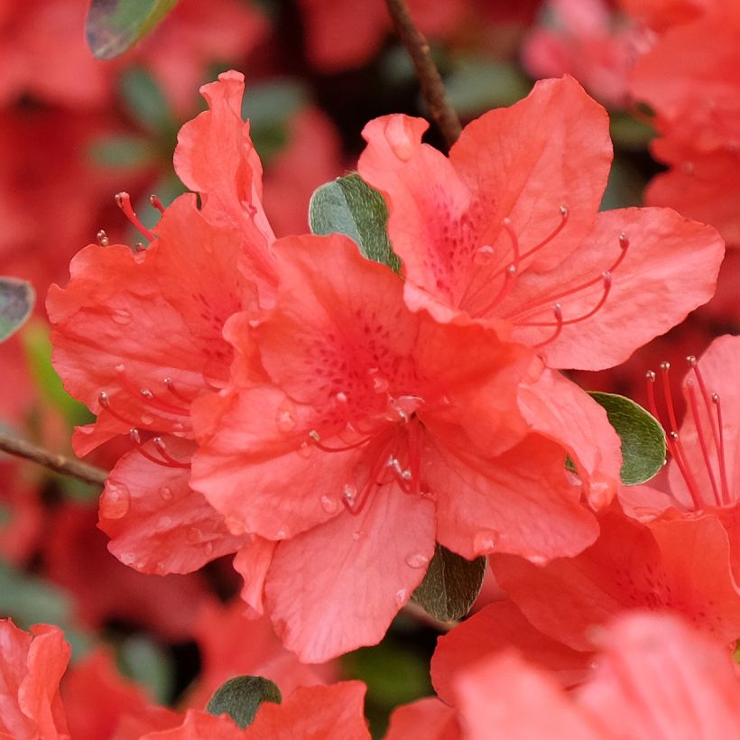 Japanische Azalee Orange Beauty - Azalea (Flowering)