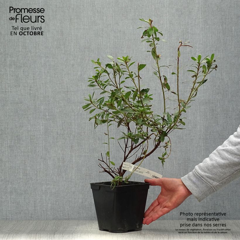 Example of Japanische Azalee Tamanini - Azalea Topf mit 2L/3L as you get in automne