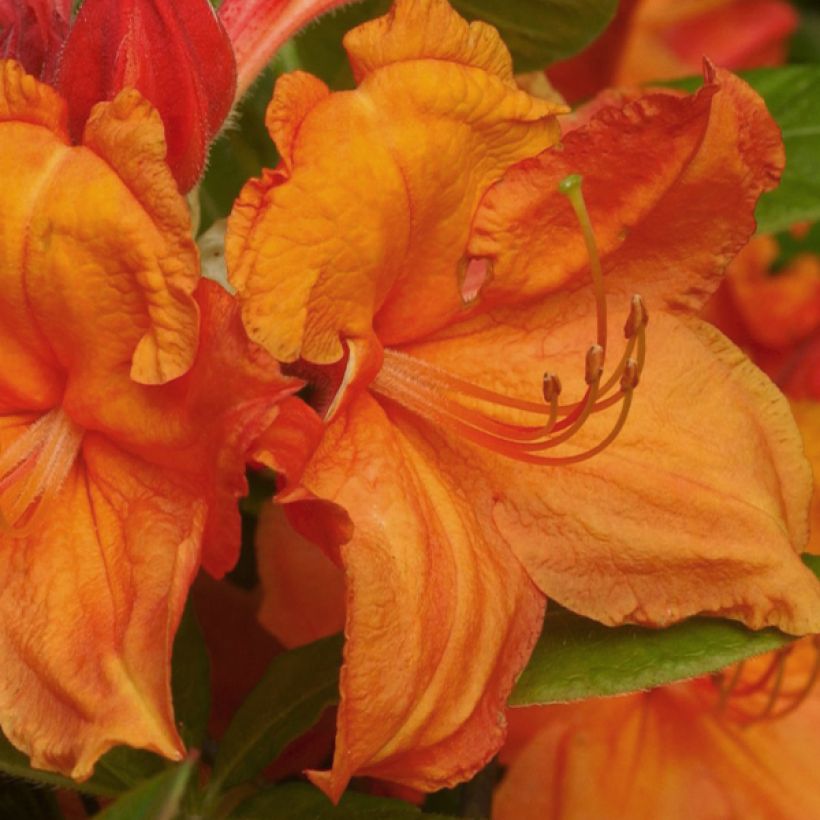 Sommergrüne Azalee Glowing Embers - Azalea mollis (Flowering)