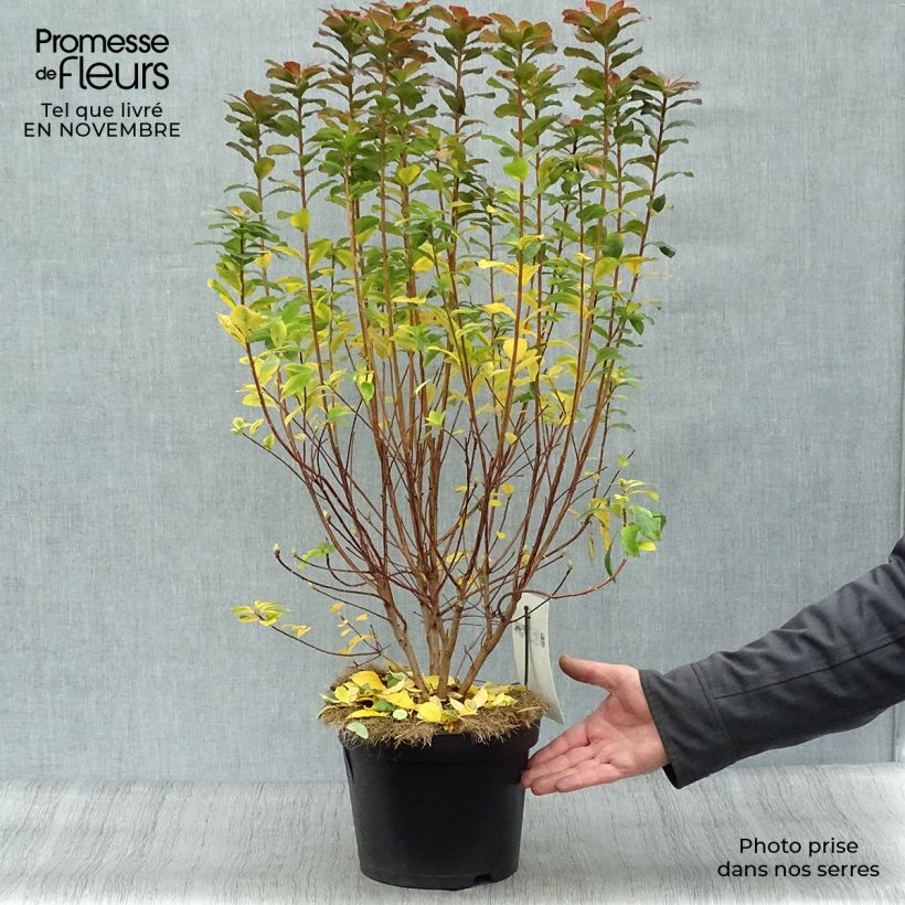Example of Sommergrüne Azalee Viscosa - Azalea mollis Topf mit 4L/5L as you get in automne