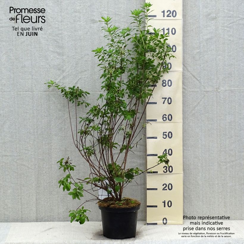Exemplar von Sommergrüne Azalee Viscosa - Azalea mollis Topf mit 4L/5L wie im Sommer geliefert
