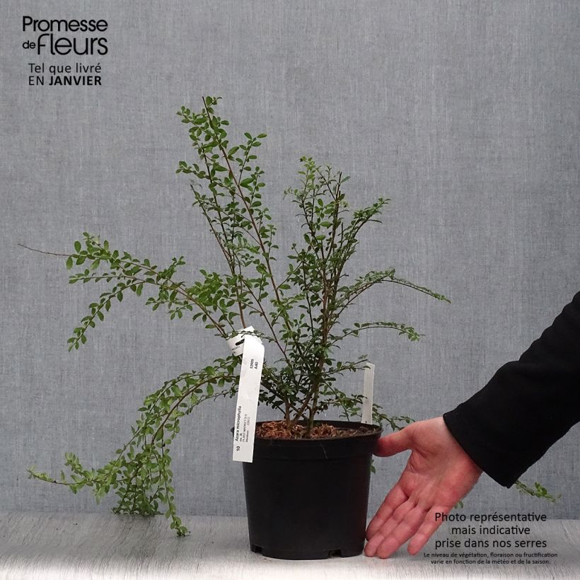 Exemplar von Azara microphylla Topf mit 2L/3L wie im Winter geliefert