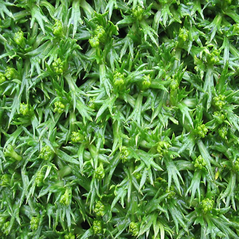 Azorella trifurcata - Andenpolster (Foliage)