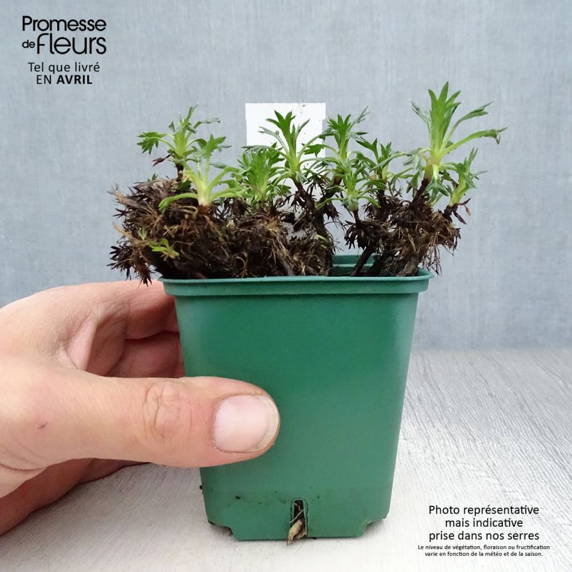 Exemplar von Azorella trifurcata - Andenpolster Kleine Töpfe von 8/9 cm wie im Frühjahr geliefert