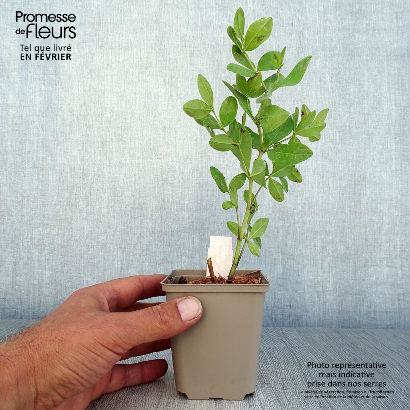 Example of Baptisia Decadence Deluxe Pink Lemonade - Indigolupine Kleine Töpfe von 8/9 cm as you get in automne