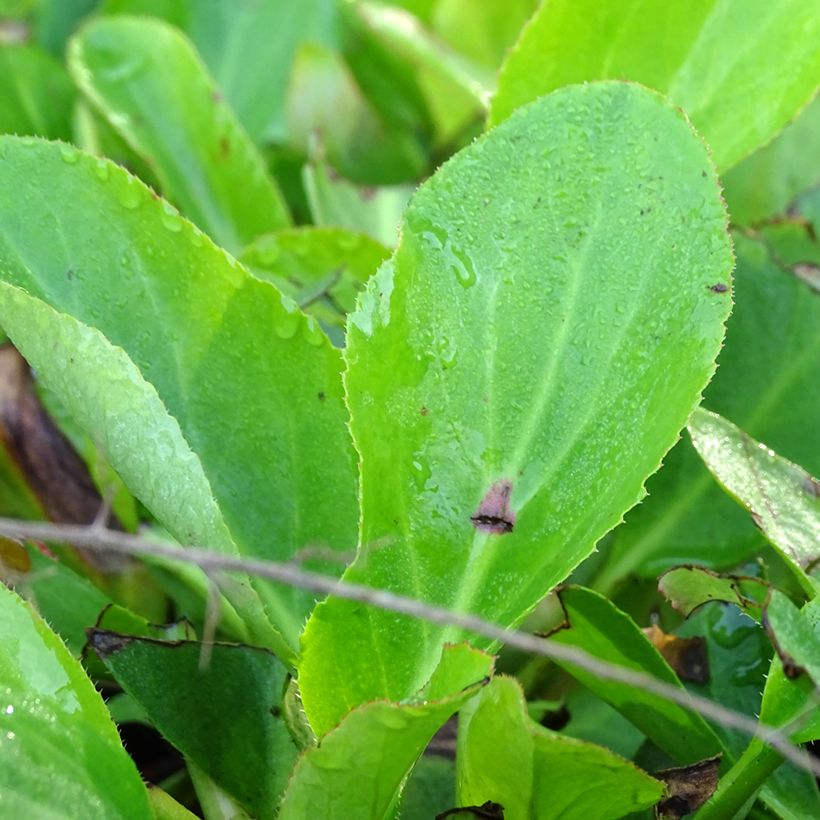 Bergenia Bressingham White - Bergenie (Foliage)