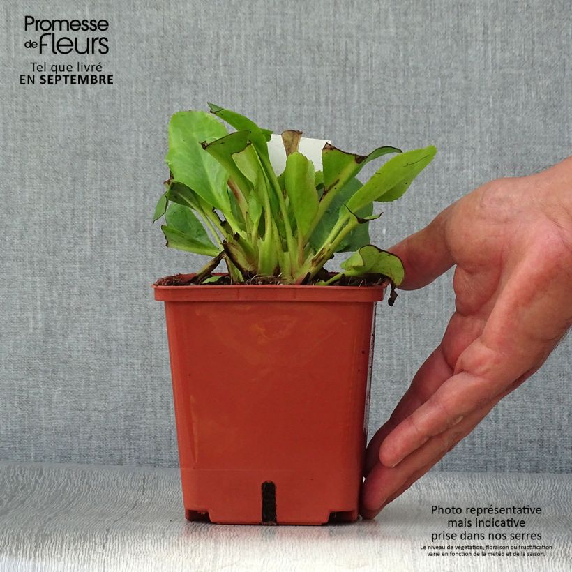 Example of Bergenia Bressingham White - Bergenie Topf mit 1,5L/2L as you get in automne