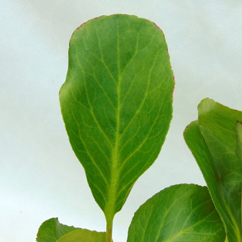 Bergenia Harzkristall - Bergenie (Foliage)