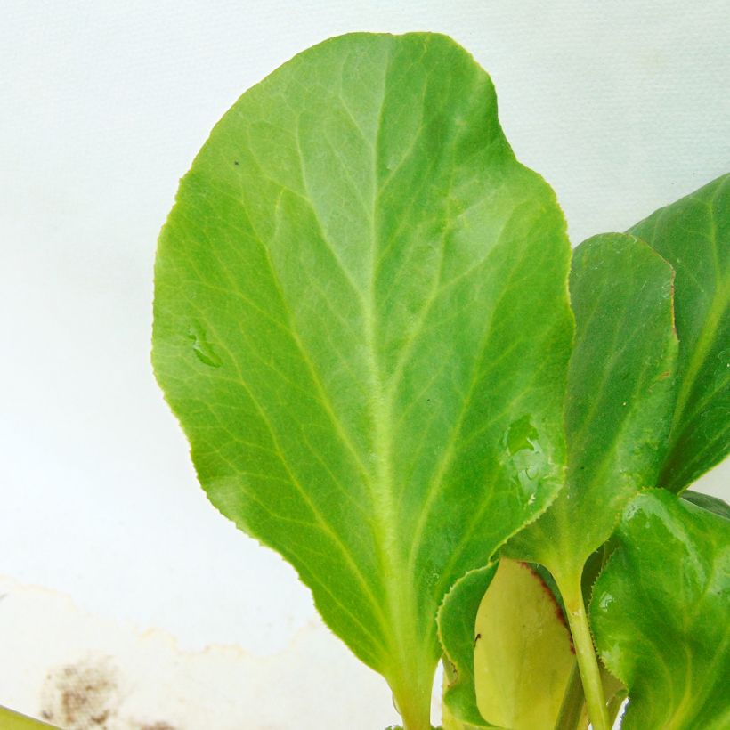 Bergenia Rosenkristall - Bergenie (Foliage)
