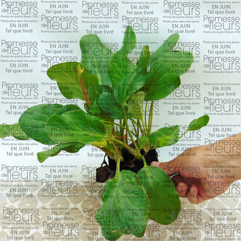 Example of Bergenia Rosenkristall - Bergenie Kleine Töpfe von 8/9 cm as you get