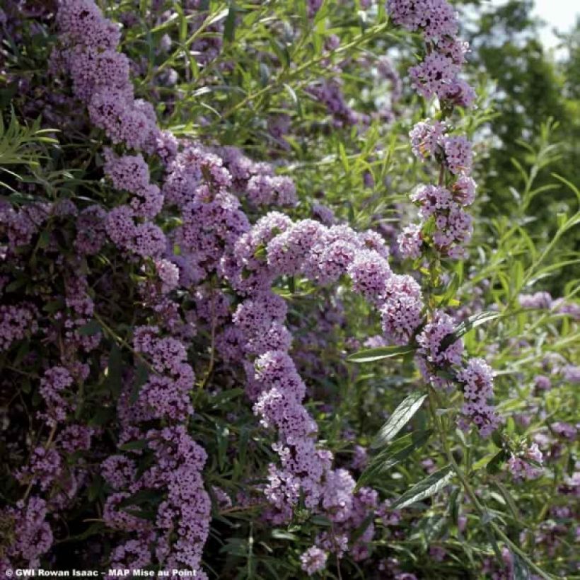 Buddleja alternifolia - Wechselblättriger Sommerflieder (Flowering)