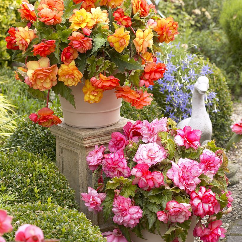 Begonie Balcony mix 2 Farben - Begonia pendula (Hafen)