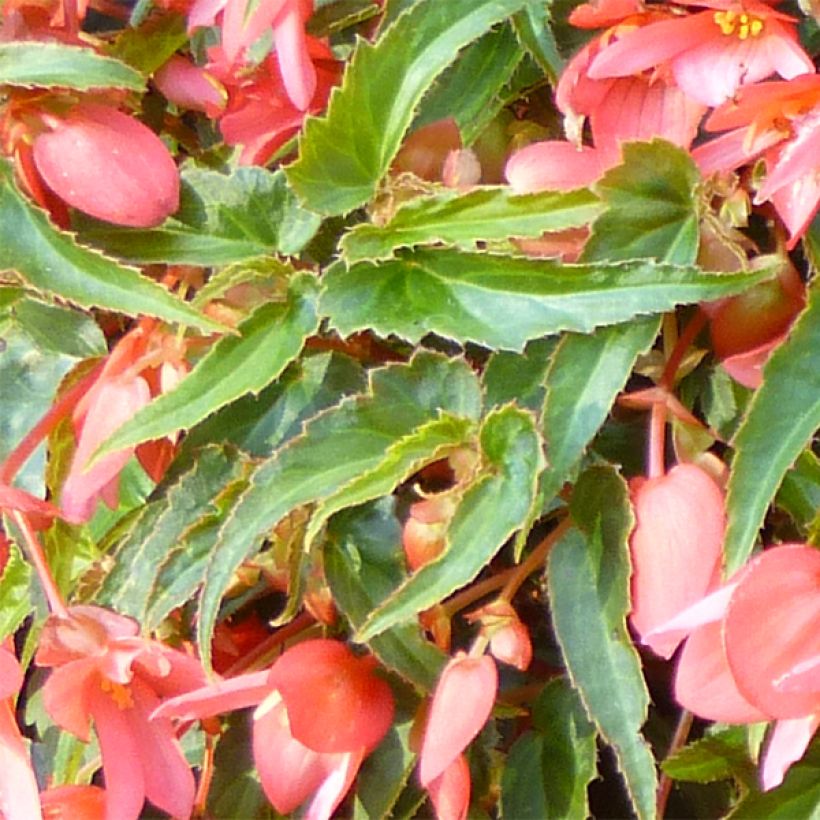 Begonie Summerwings Pink Elegance - Begonia (Foliage)