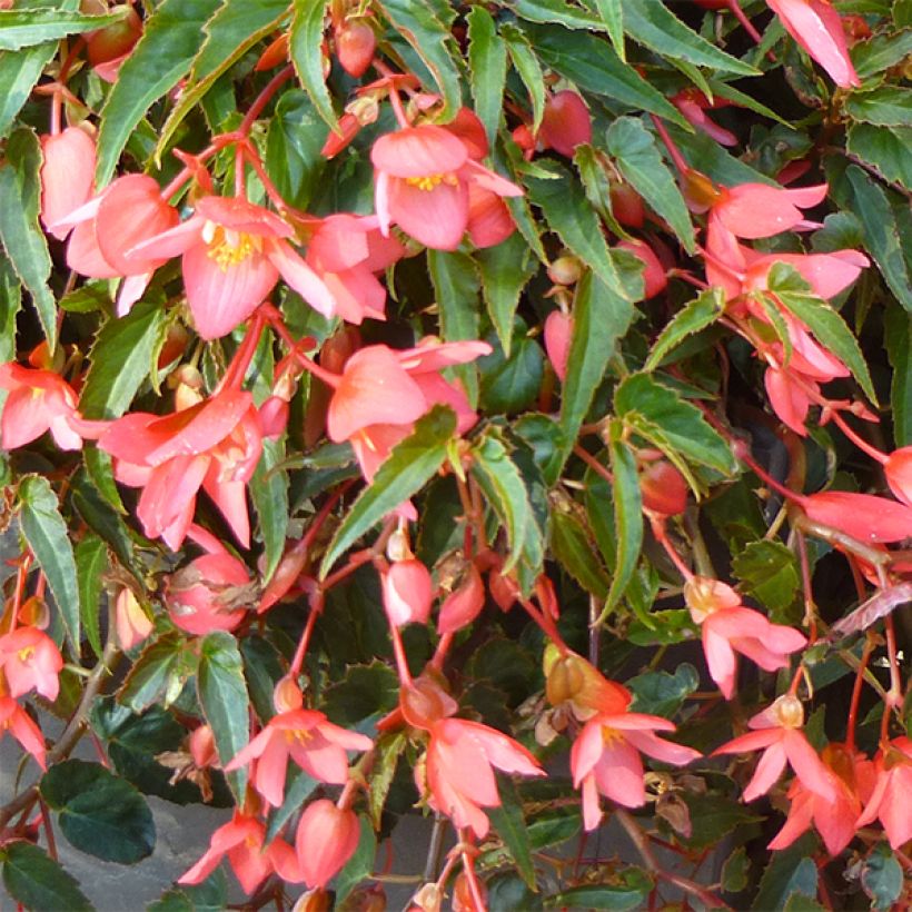 Begonie Summerwings Pink Elegance - Begonia (Flowering)