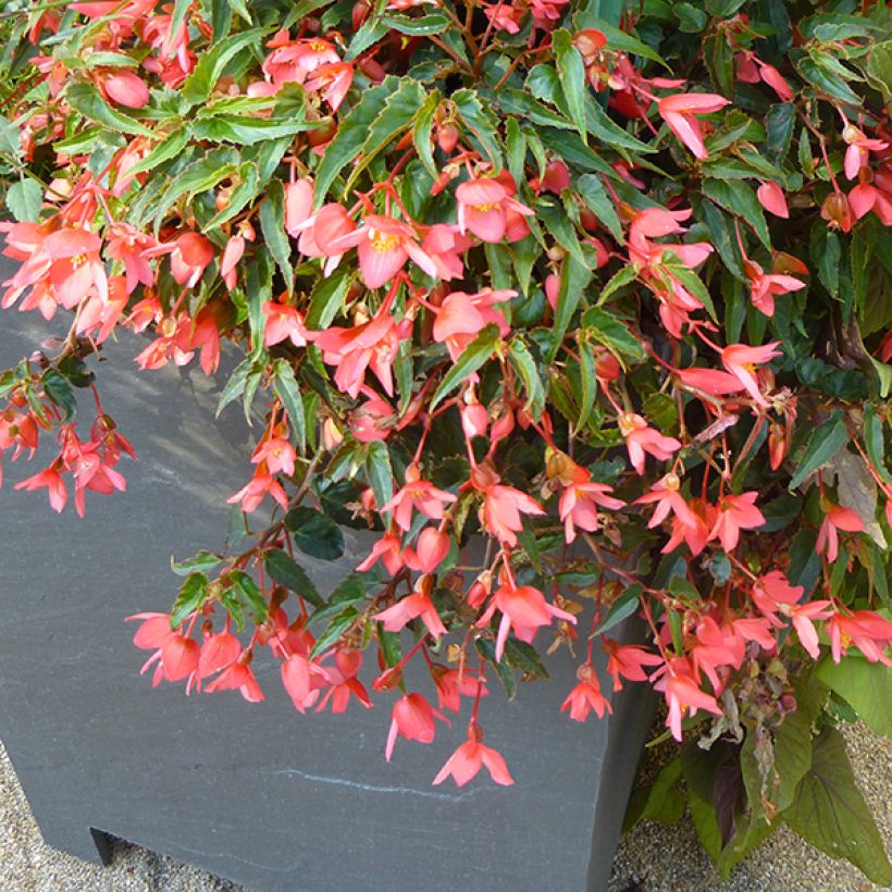 Begonie Summerwings Pink Elegance - Begonia (Plant habit)