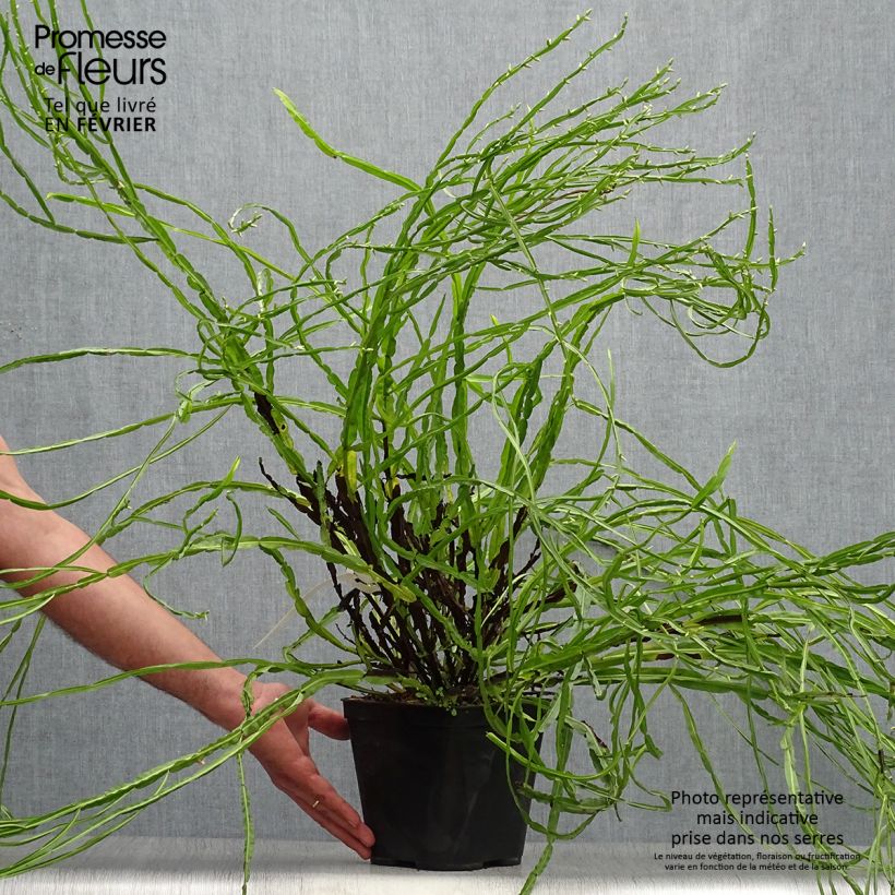 Example of Baccharis genistelloides Topf mit 3L/4L as you get in automne