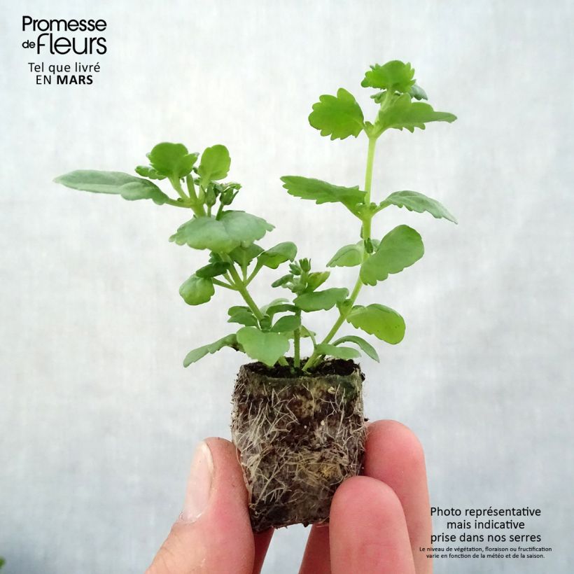 Example of Schneeflockenblume Scopia Double Lavender - Bacopa Mini-Plug Ø 3/4 cm as you get in printemps