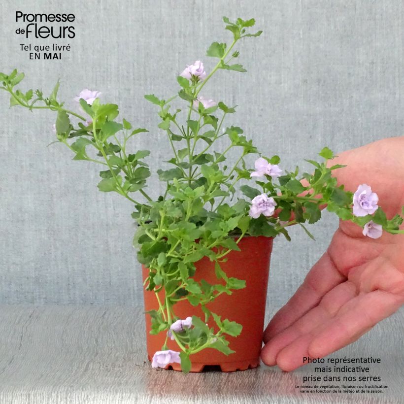 Example of Schneeflockenblume Scopia Double Lavender - Bacopa Kleine Töpfe von 8/9 cm as you get in printemps