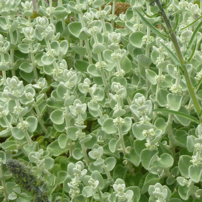 Ballota pseudodictamnus - Gottvergeß (Foliage)