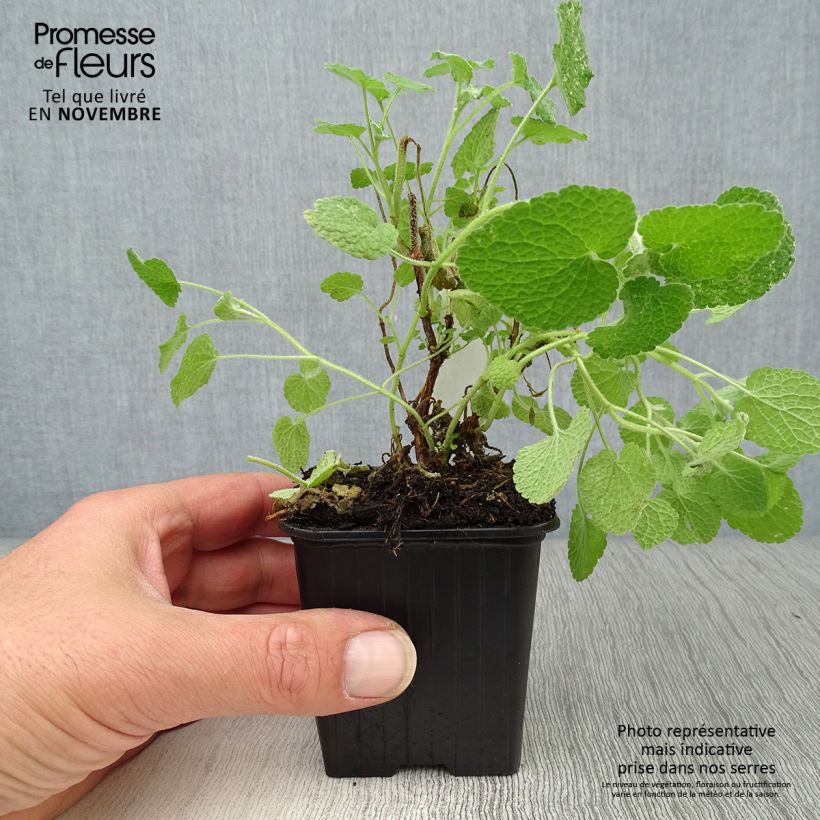 Example of Ballota pseudodictamnus - Gottvergeß Kleine Töpfe von 8/9 cm as you get in automne