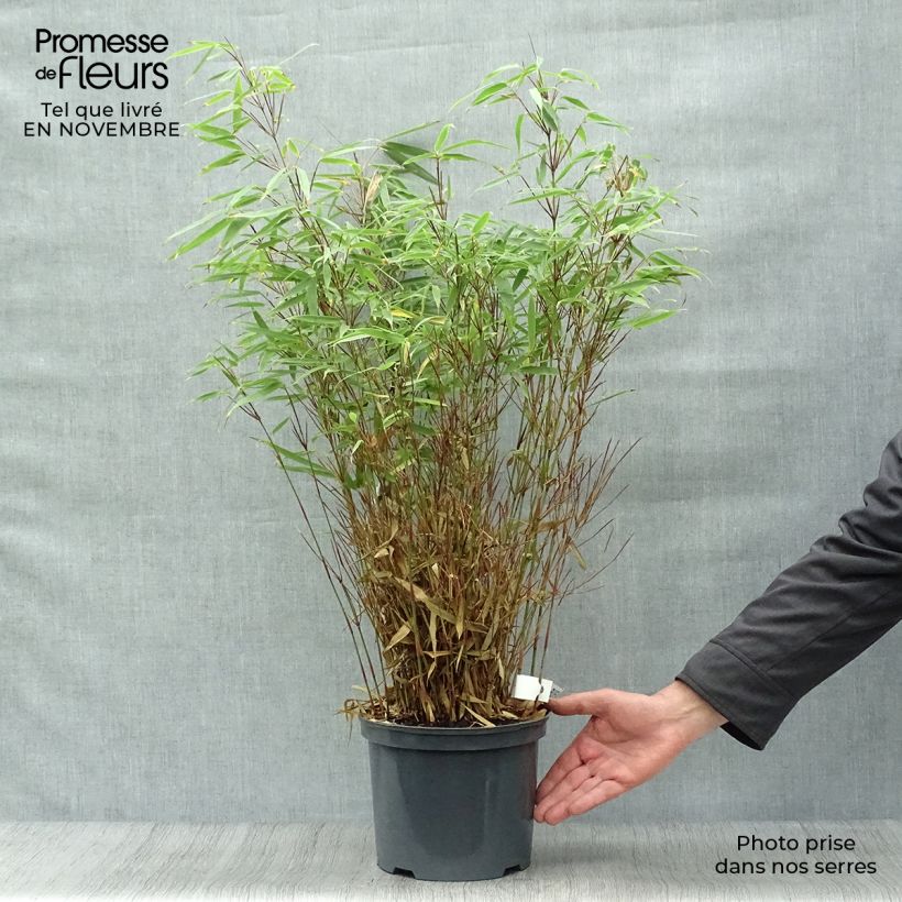 Example of Fargesia rufa - Bambus Topf mit 4L/5L as you get in automne