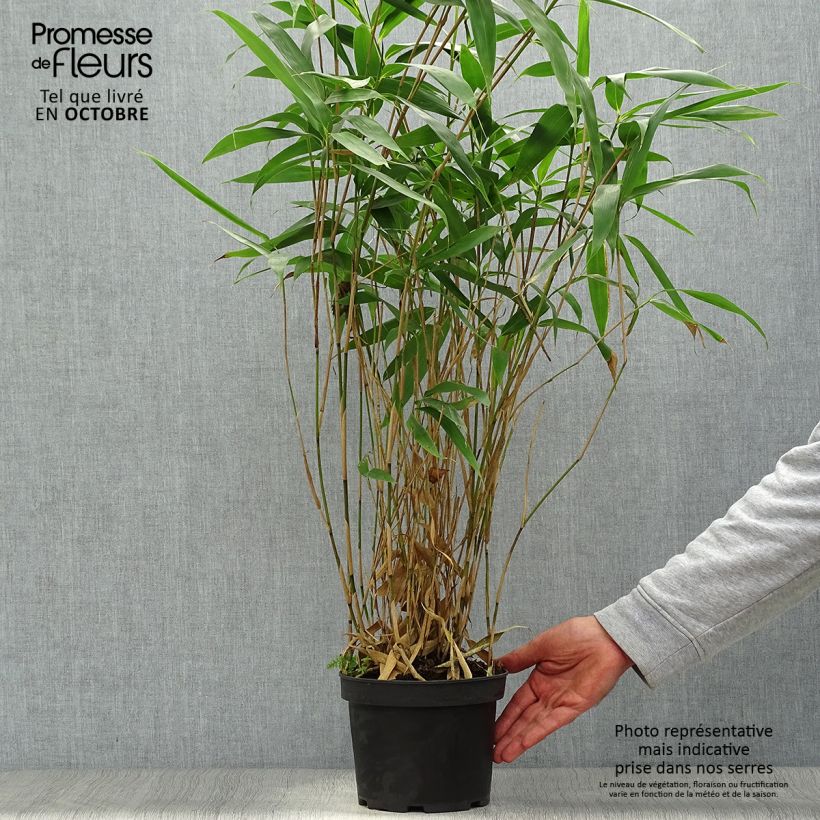 Example of Pseudosasa japonica - Breitblattbambus Topf mit 2L/3L as you get in automne