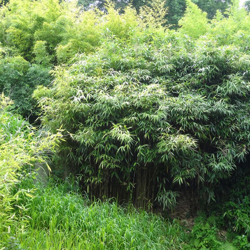 Bisset-Bambus - Phyllostachys bissetii (Plant habit)