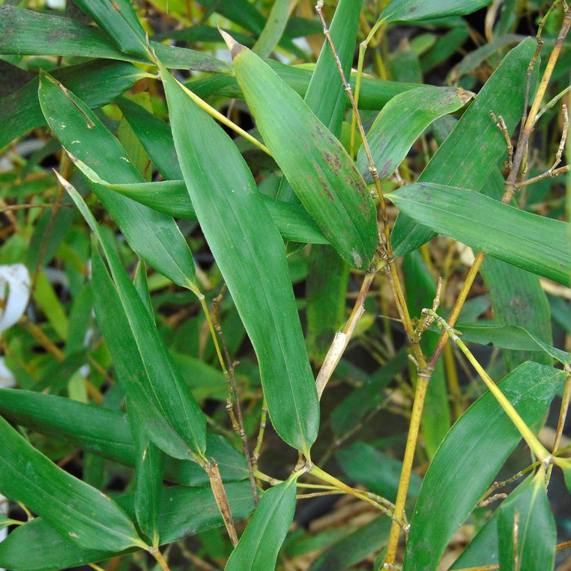 Bisset-Bambus - Phyllostachys bissetii (Foliage)