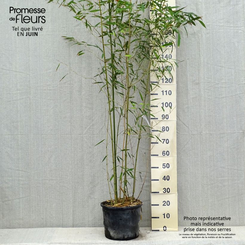 Example of Bisset-Bambus - Phyllostachys bissetii Topf mit 12L/15L as you get in ete