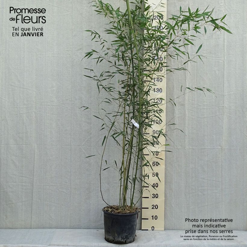 Exemplar von Bisset-Bambus - Phyllostachys bissetii Topf mit 12L/15L wie im Winter geliefert