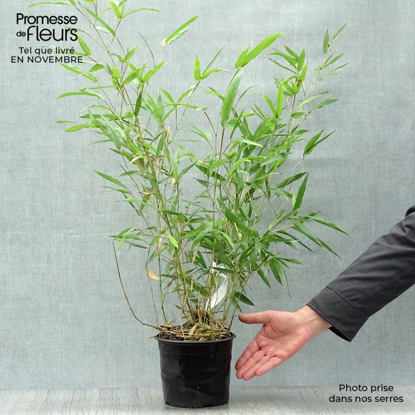 Example of Bisset-Bambus - Phyllostachys bissetii Topf mit 2L/3L as you get in automne