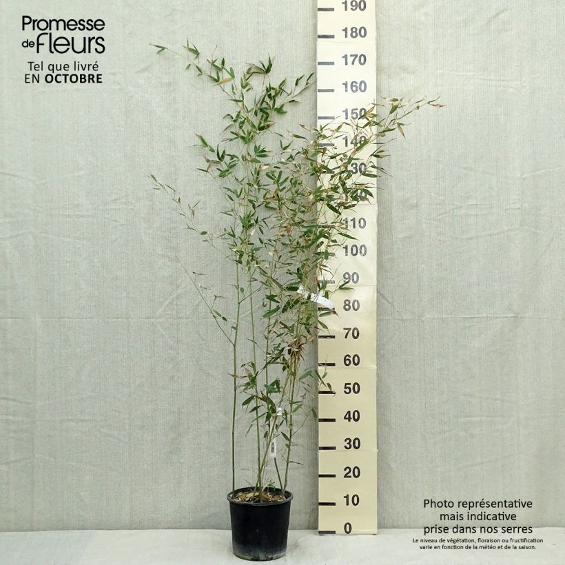 Example of Bisset-Bambus - Phyllostachys bissetii Topf mit 4L/5L as you get in automne