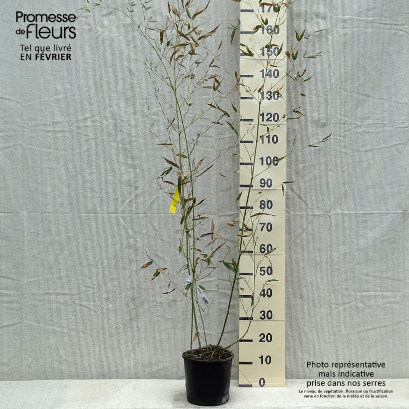 Exemplar von Bisset-Bambus - Phyllostachys bissetii Topf mit 4L/5L wie im Winter geliefert