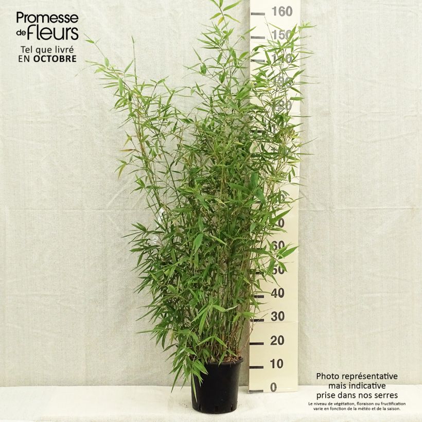 Example of Goldrohr Bambus - Phyllostachys aurea Topf mit 4L/5L as you get in automne