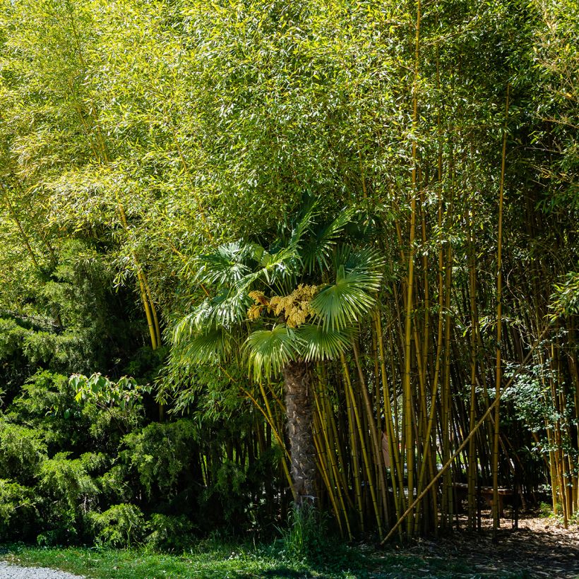 Rauher Gelbrinnen-Bambus Aureocaulis - Phyllostachys aureosulcata (Plant habit)