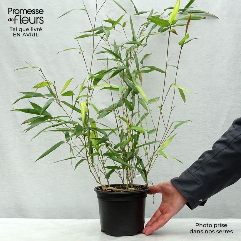 Exemplar von Rauher Gelbrinnen-Bambus Aureocaulis - Phyllostachys aureosulcata Topf mit 2L/3L wie im Frühjahr geliefert