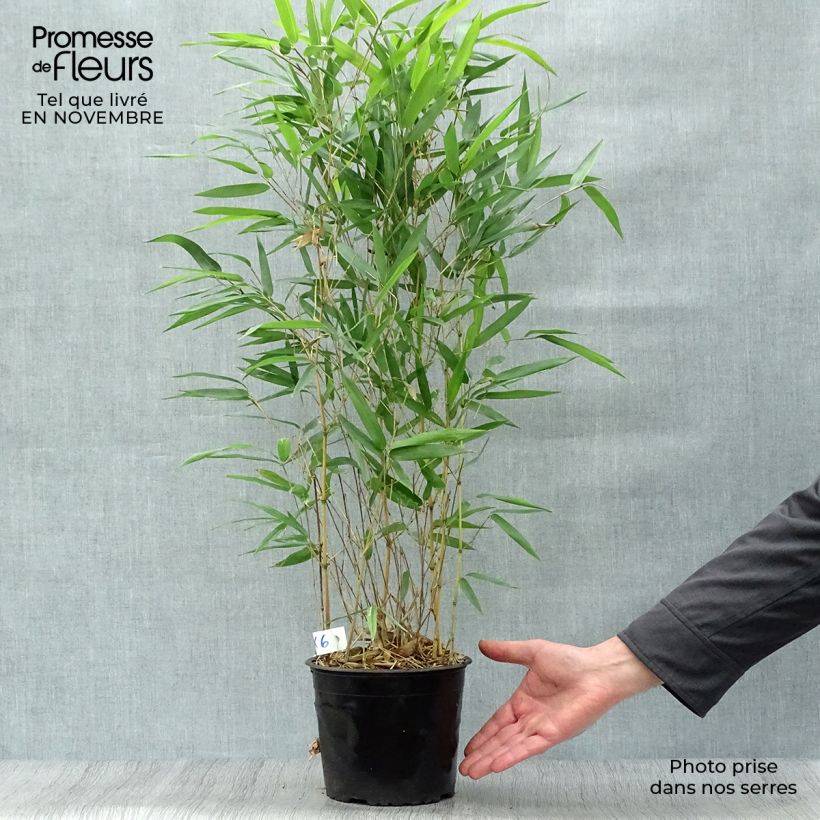 Example of Rauher Gelbrinnen-Bambus Aureocaulis - Phyllostachys aureosulcata Topf mit 2L/3L as you get in automne