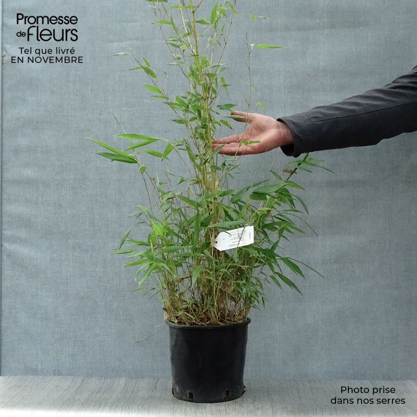 Example of Rauher Gelbrinnen-Bambus Aureocaulis - Phyllostachys aureosulcata Topf mit 4L/5L as you get in automne