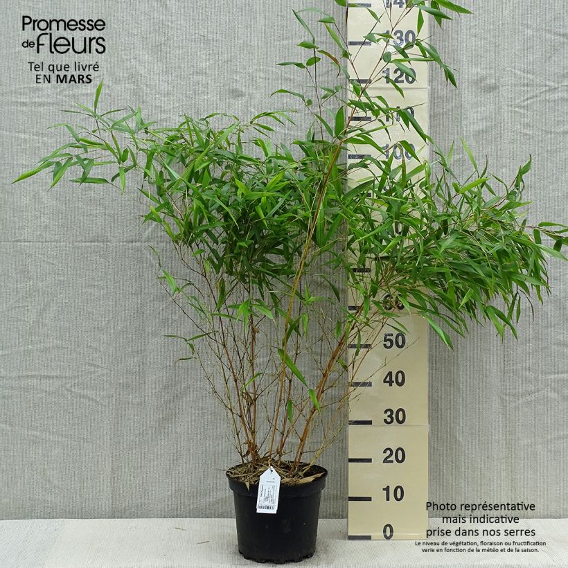 Exemplar von Rauher Gelbrinnen-Bambus Aureocaulis - Phyllostachys aureosulcata Topf mit 4L/5L wie im Frühjahr geliefert