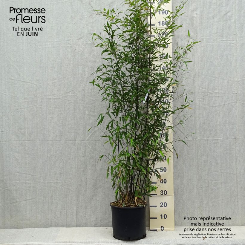 Example of Schwarzer Bambus - Phyllostachys nigra Topf mit 12L/15L as you get in automne