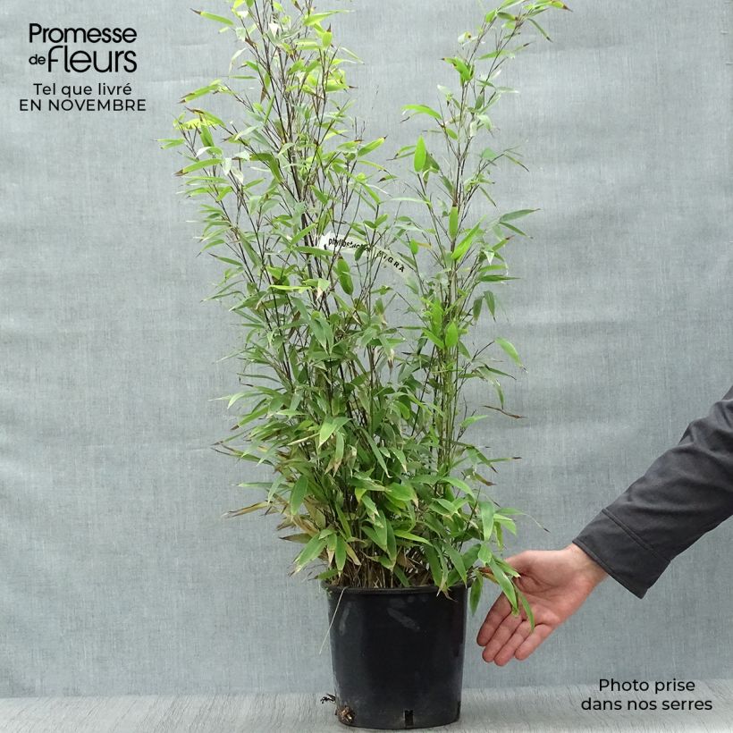 Example of Schwarzer Bambus - Phyllostachys nigra Topf mit 4L/5L as you get in automne