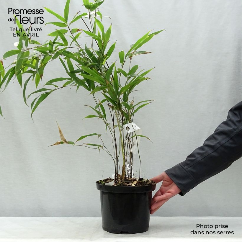 Exemplar von Schwarzer Bambus - Phyllostachys nigra Topf mit 4L/5L wie im Frühjahr geliefert