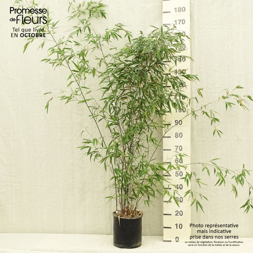 Example of Schwarzer Bambus - Phyllostachys nigra Topf mit 7,5L/10L as you get in automne