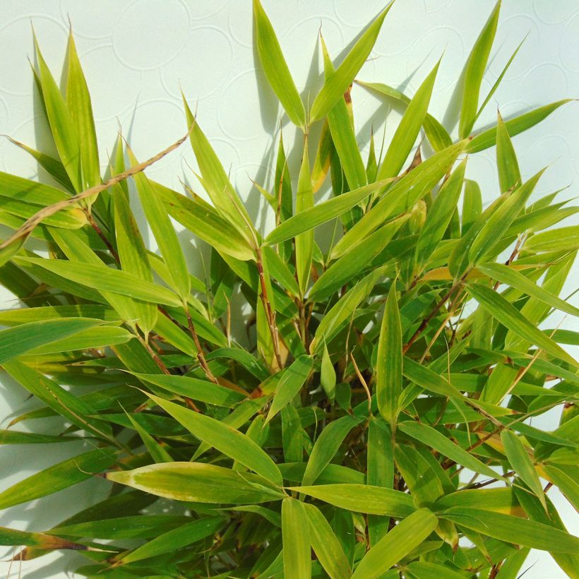Fargesia murielae Bimbo - Bambus (Foliage)