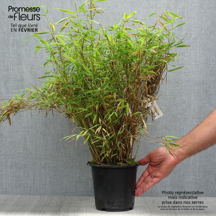 Example of Fargesia murielae Bimbo - Bambus Topf mit 2L/3L as you get in automne