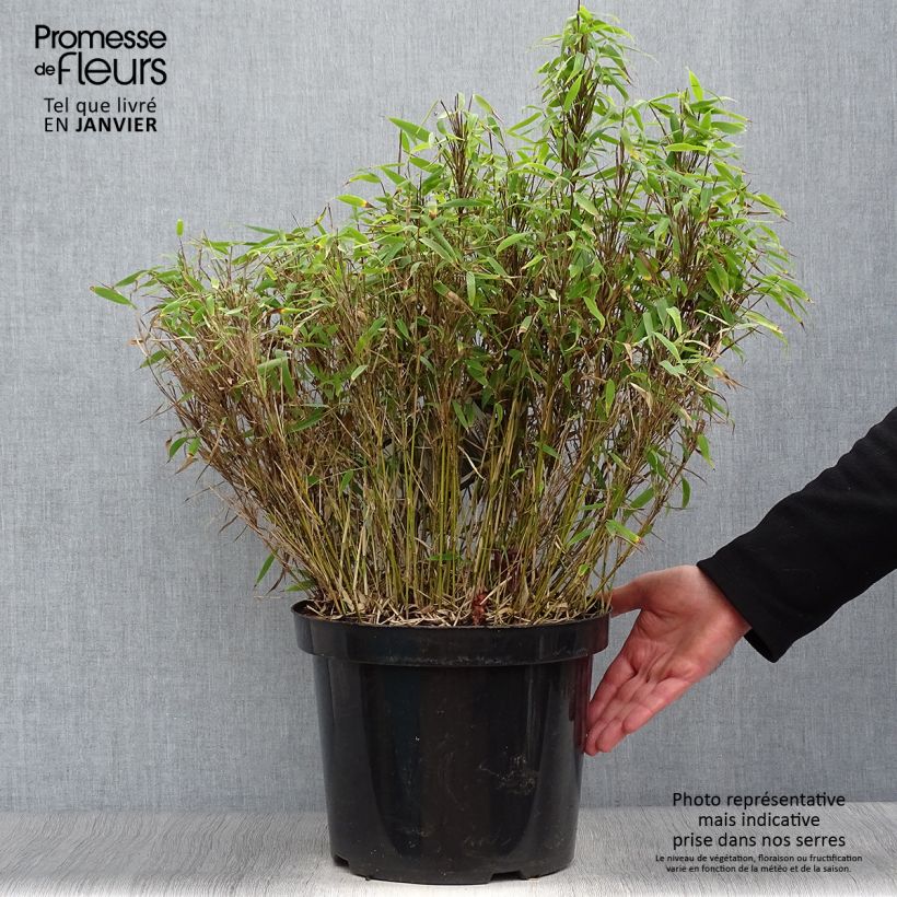 Exemplar von Fargesia murielae Bimbo - Bambus Topf mit 2L/3L wie im Winter geliefert